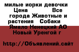 милые иорки девочки › Цена ­ 15 000 - Все города Животные и растения » Собаки   . Ямало-Ненецкий АО,Новый Уренгой г.